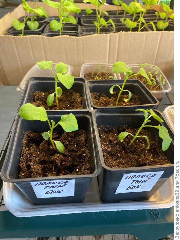 21 марта после пикировки