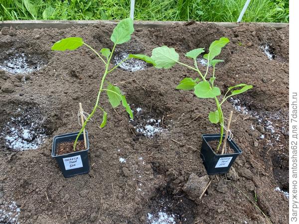 Растения к моменту высадки