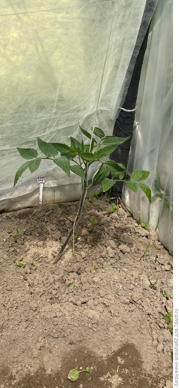 Нуар коктейль к моменту окончания этапа тестирования