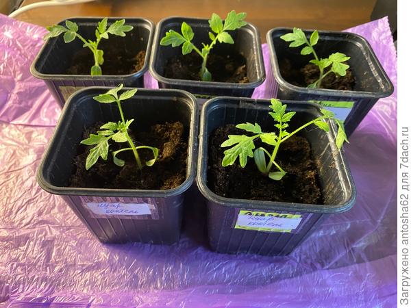 Нуар коктейль постадаптация