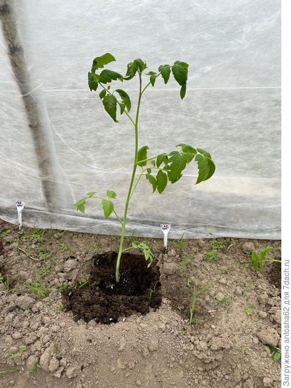 Герцог посажен