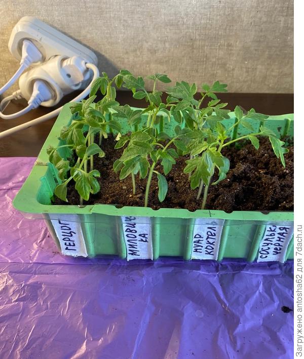 Томаты перед пикировкой