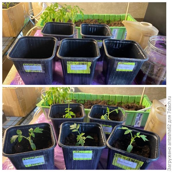 Нуар Коктейль