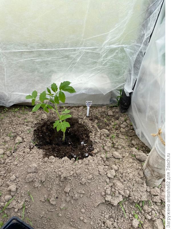 Нуар Коктейль посажен