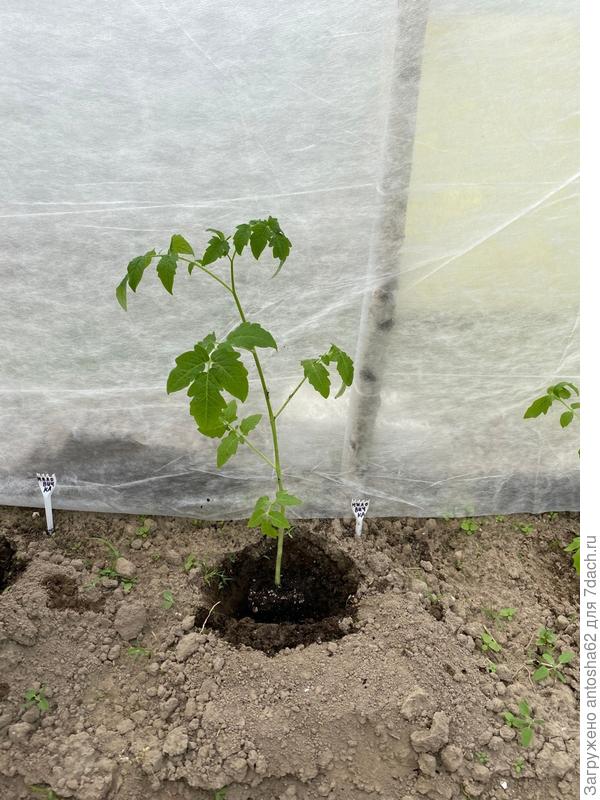 Миловичка посажена