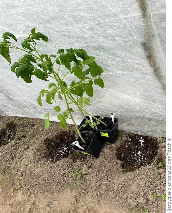 Герцог + Атлант