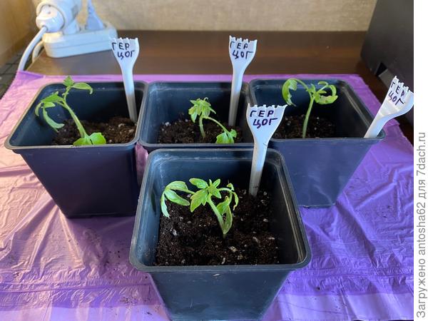 Герцог признаки болезни