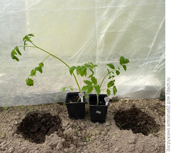 Нуар Коктейль перед высадкой