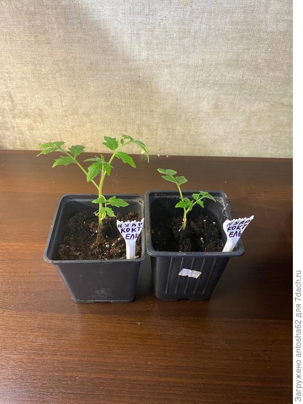 Нуар Коктейль