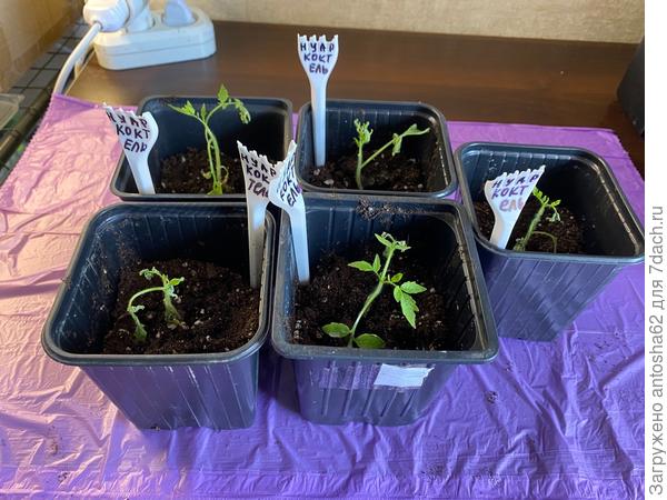 Нуар Коктейль признаки болезни