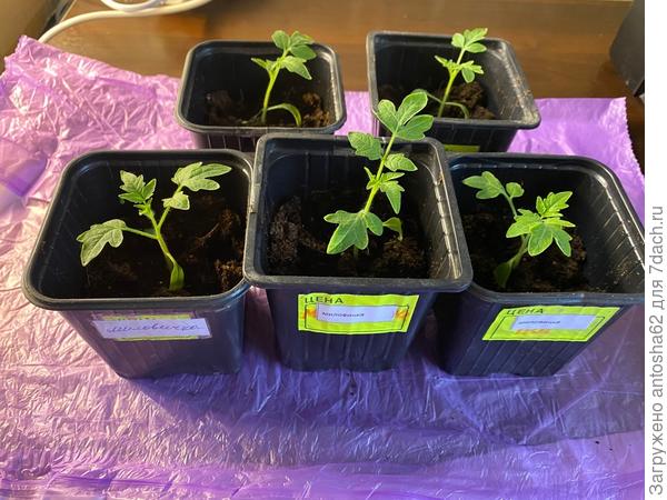 Миловичка после пикировки