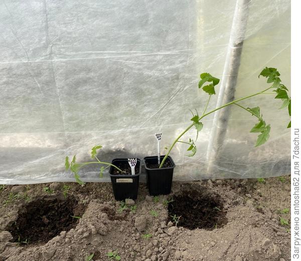 Миловичка перед высадкой