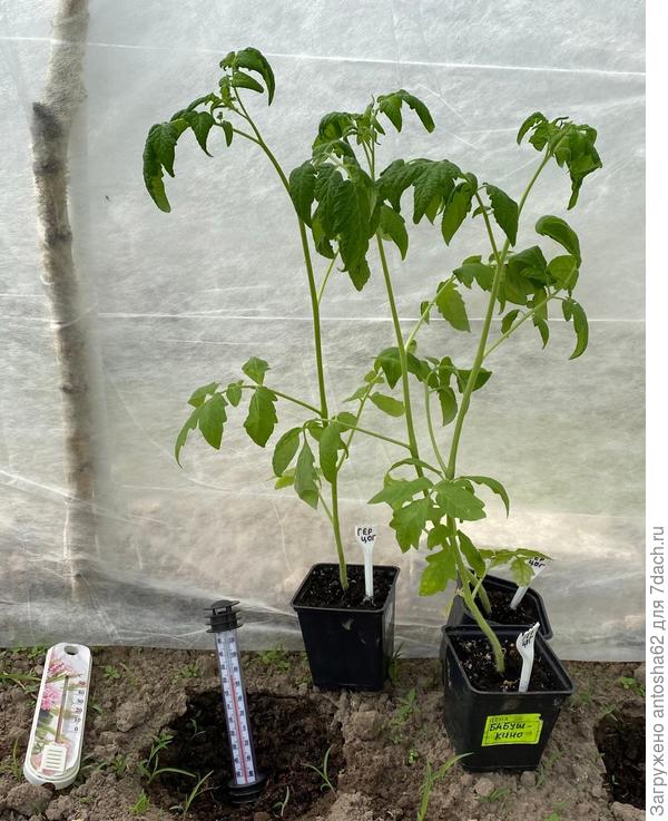 Герцог перед высадкой