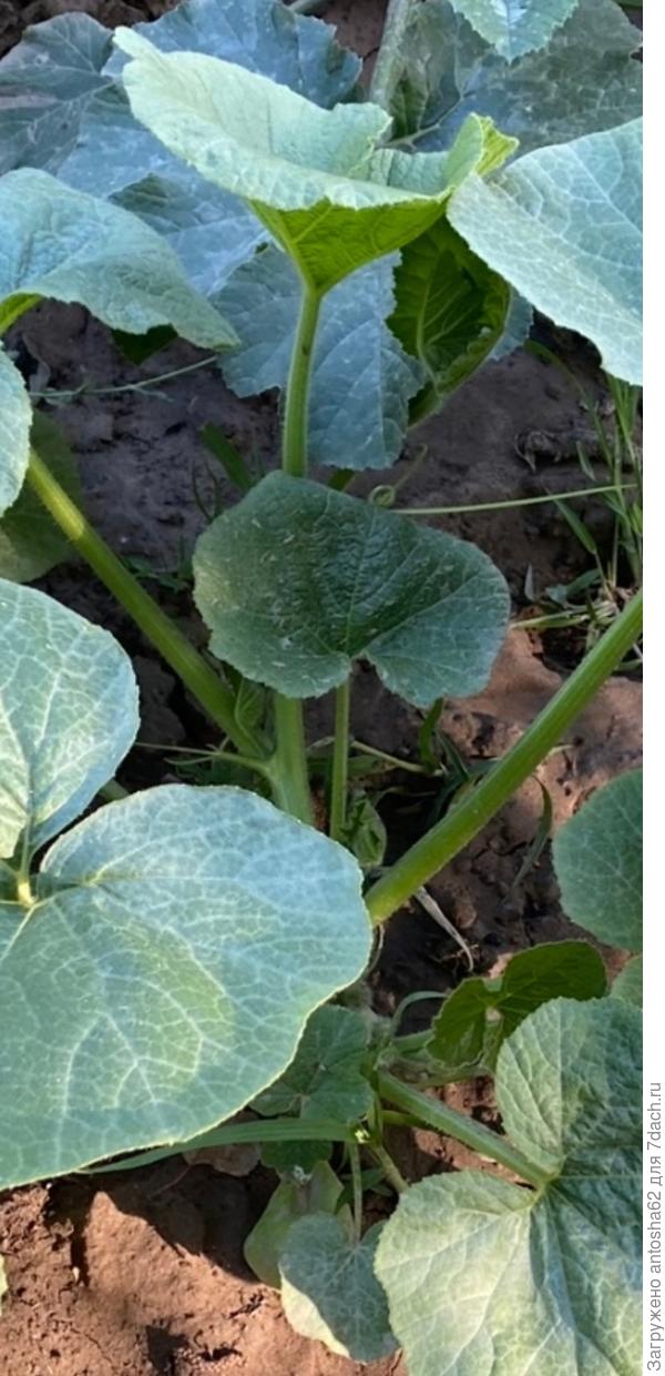 Первые признаки цветения