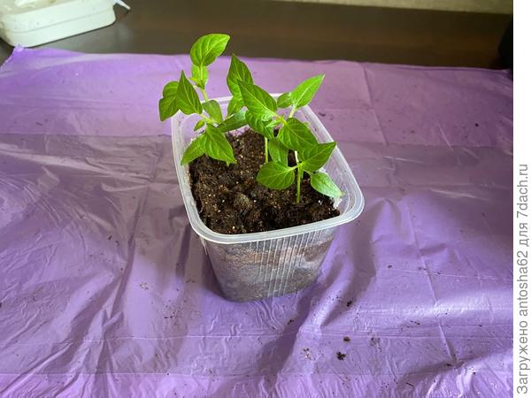 Перед пикировкой