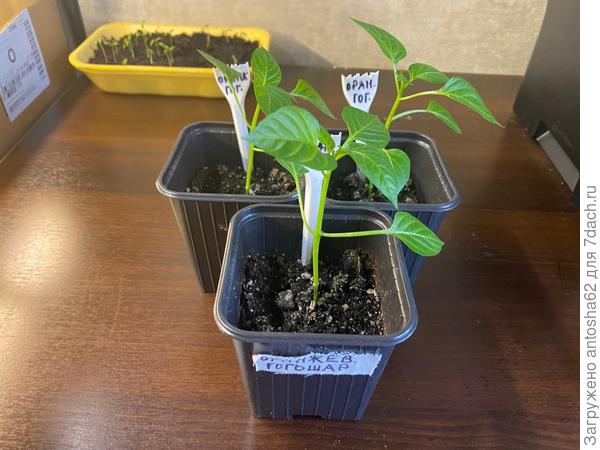 Оранжевый гогошар