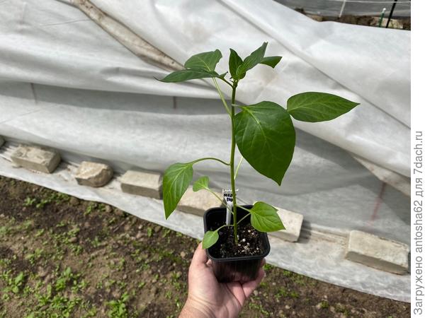 Медовый перед пересадкой