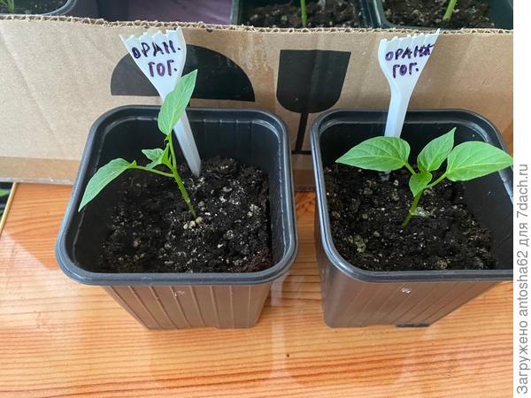 По состоянию на 21 апреля