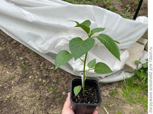 Оранжевый гогошар перед пересадкой