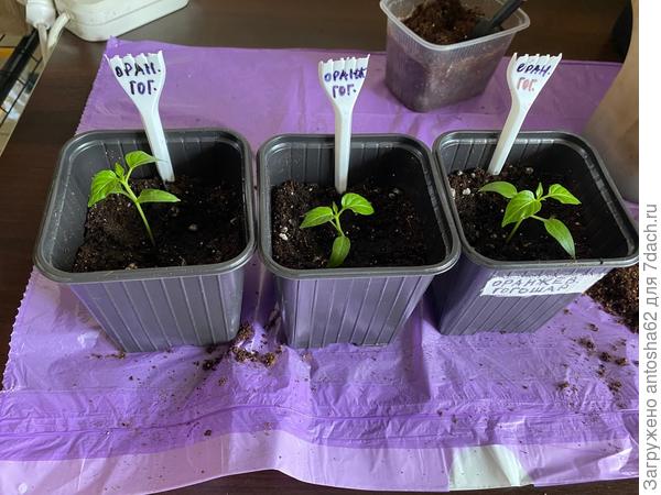 Оранжевый гогошар распикирован