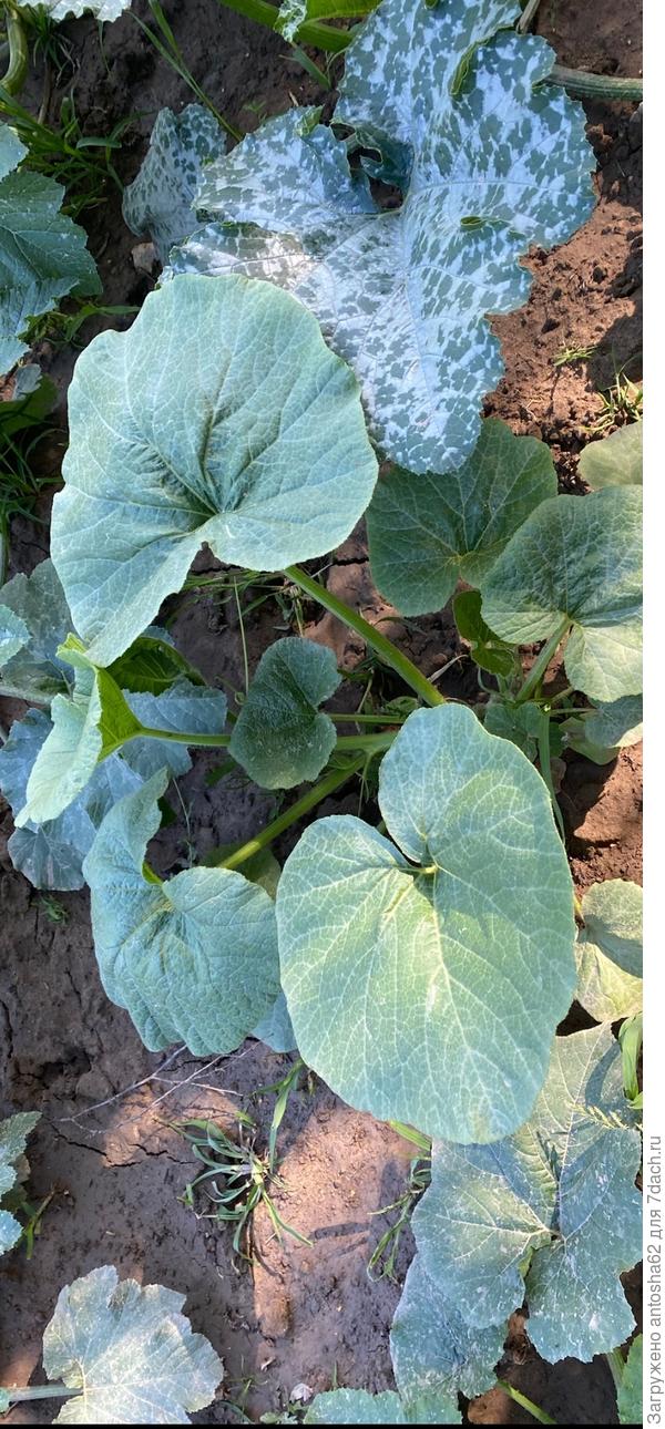 По состоянию на 18 июня