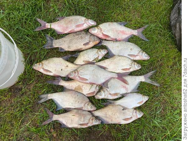 Оставшаяся рыба