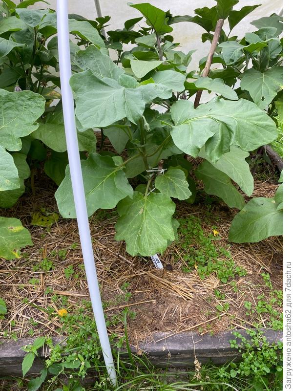 Бутонизация