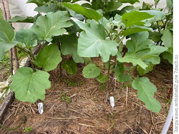 Набор зеленой массой