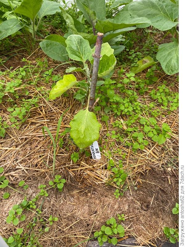 Первые признаки болезни