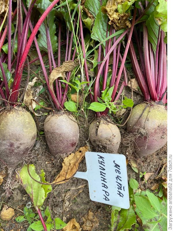 Самые большие