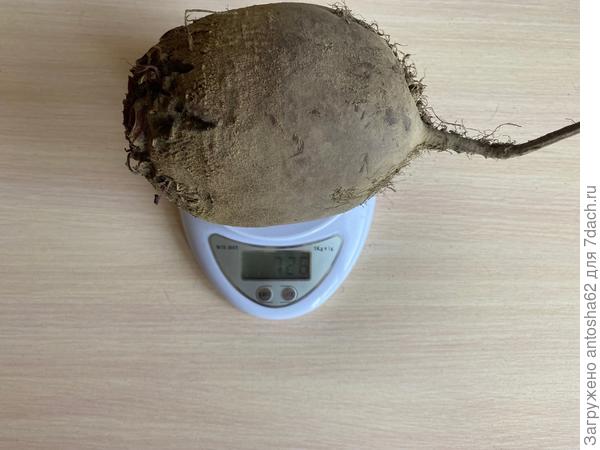 Масса корнеплода