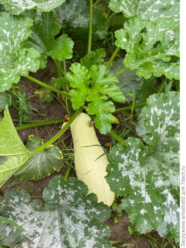 Первый плод