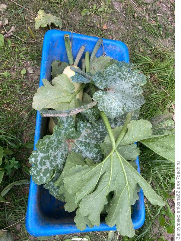 Обрезка листьев