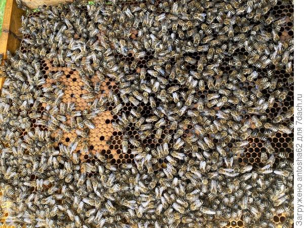 Пчелы на рамке