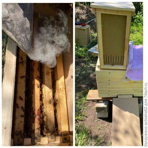 Содержимое пчелопакета