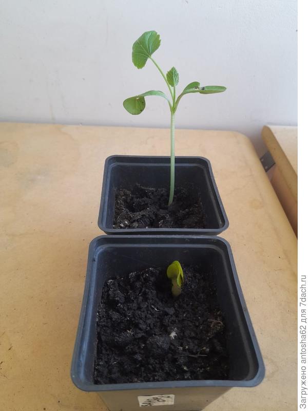 Результаты по второй партии