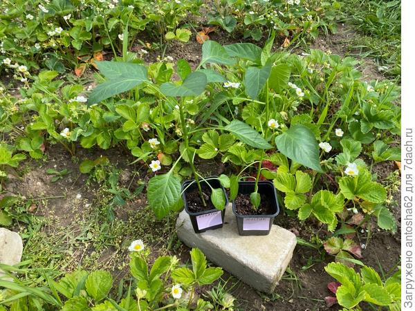 Кулачок перед пересадкой