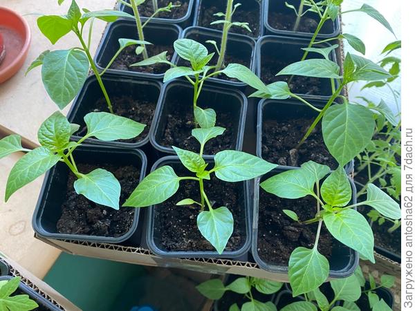 Динамика роста тестируемого перца по состоянию на 23 апреля