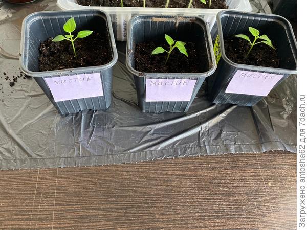 Распикирован