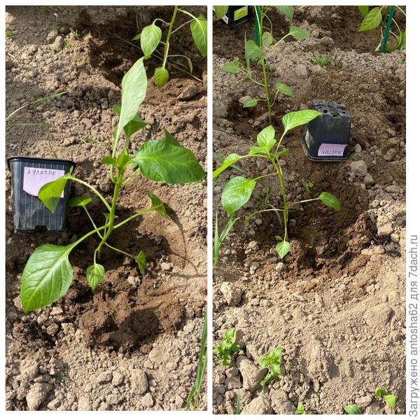 Перцы пересажены