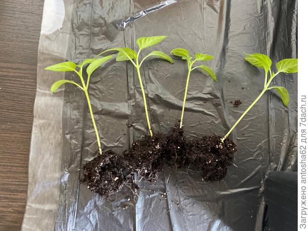 Кулачок корневая система