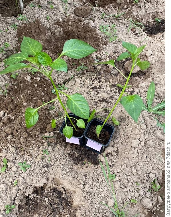 Мистик перед пересадкой