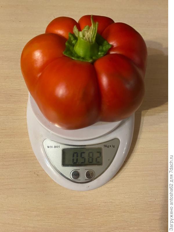 Самый большой экземпляр