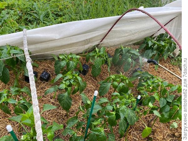 Внекорневая подкормка