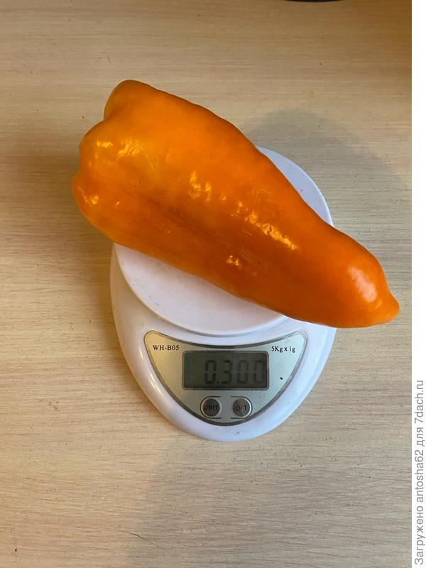 Самый большой экземпляр