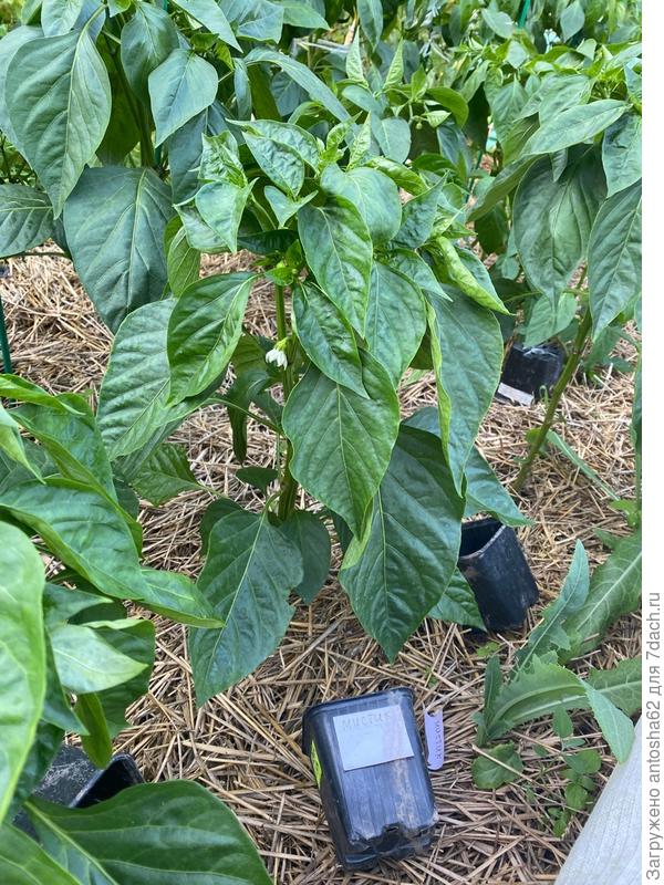 Бутонизация Мистик