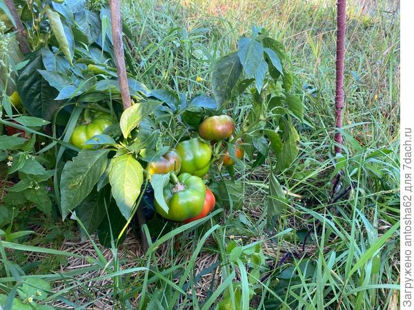 К моменту сбора урожая