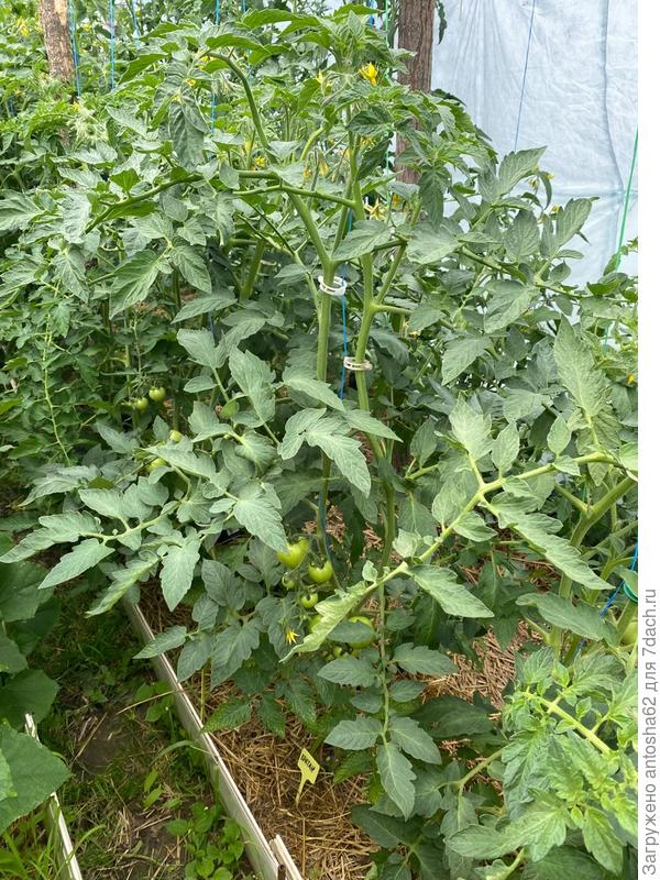 Братан 29 июня