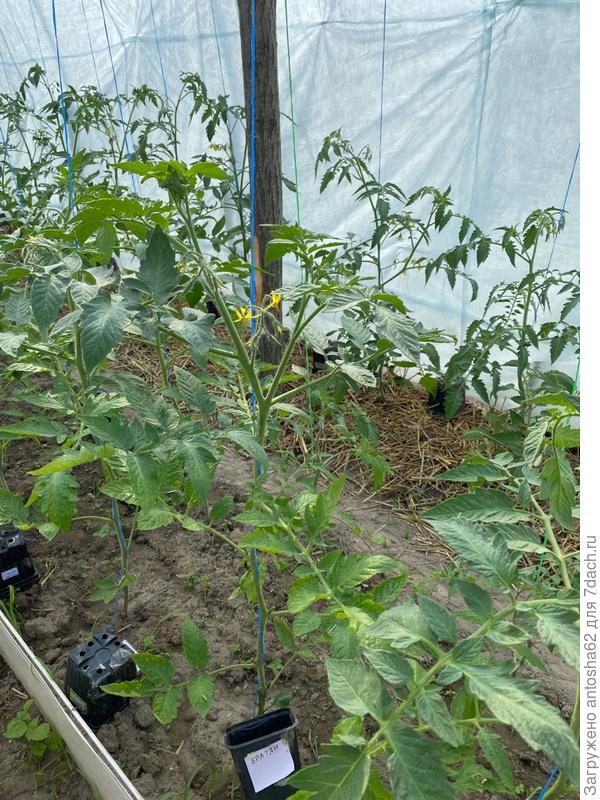 Начало цветения