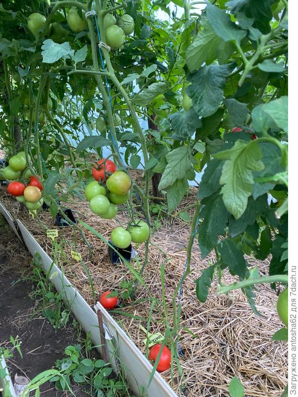 Братан и Министр